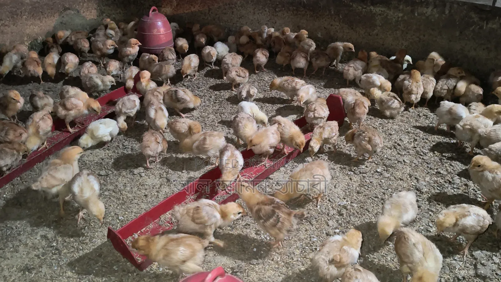 Tiger Chicken Chicks (1 to 14 Days Old) for Sale