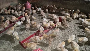 Tiger Chicken Chicks (1 to 14 Days Old) for Sale