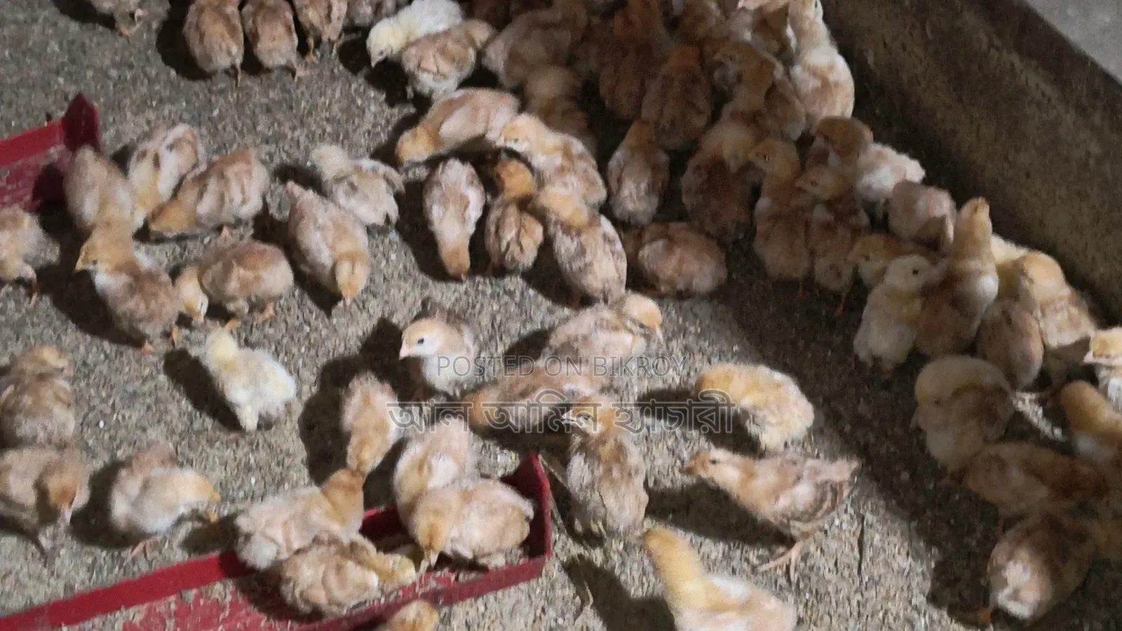 Tiger Chicken Chicks (1 to 14 Days Old) for Sale