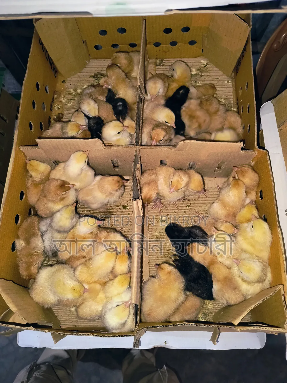 Tiger Chicken Chicks (1 to 14 Days Old) for Sale