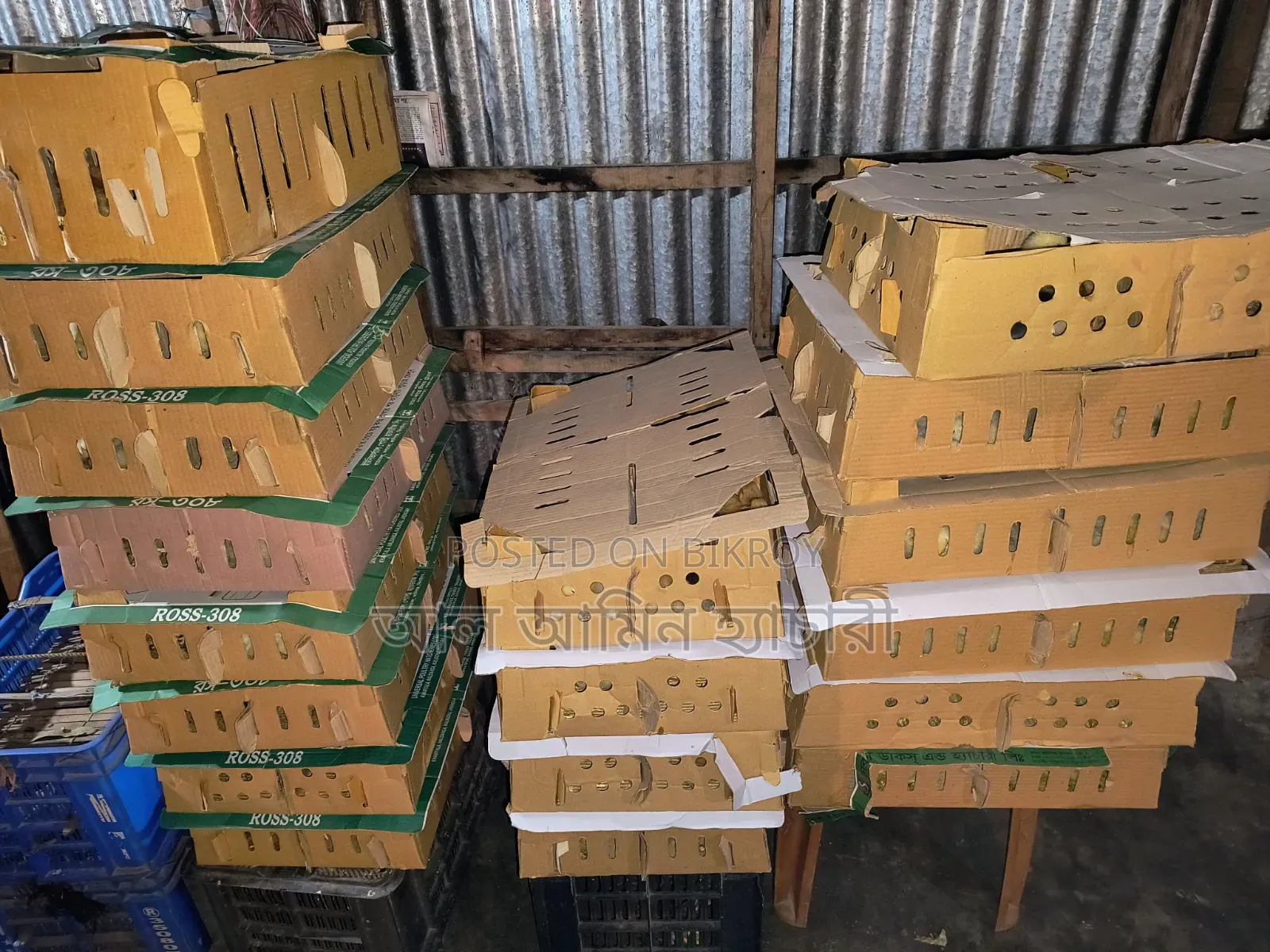 Tiger Chicken Chicks (1 to 14 Days Old) for Sale
