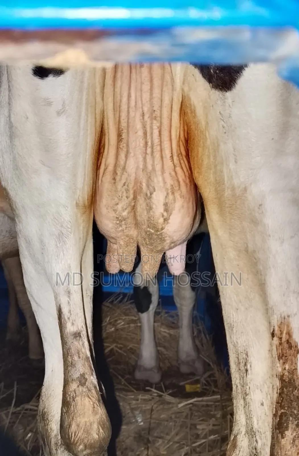 Holstein Friesian Cow for Sale