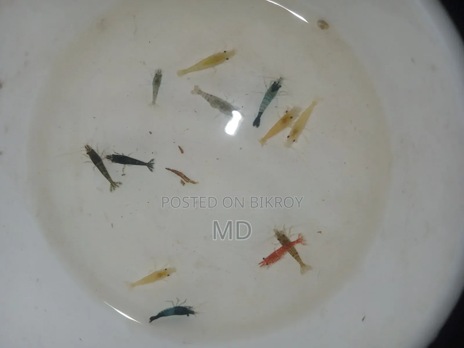 Shrimp in various colors