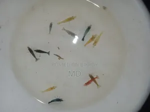 Shrimp in various colors