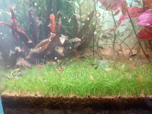 Shrimp in various colors
