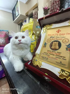 ১+ বছরের পুরুষ পিওর ব্রেড পারশিয়ান বিড়াল