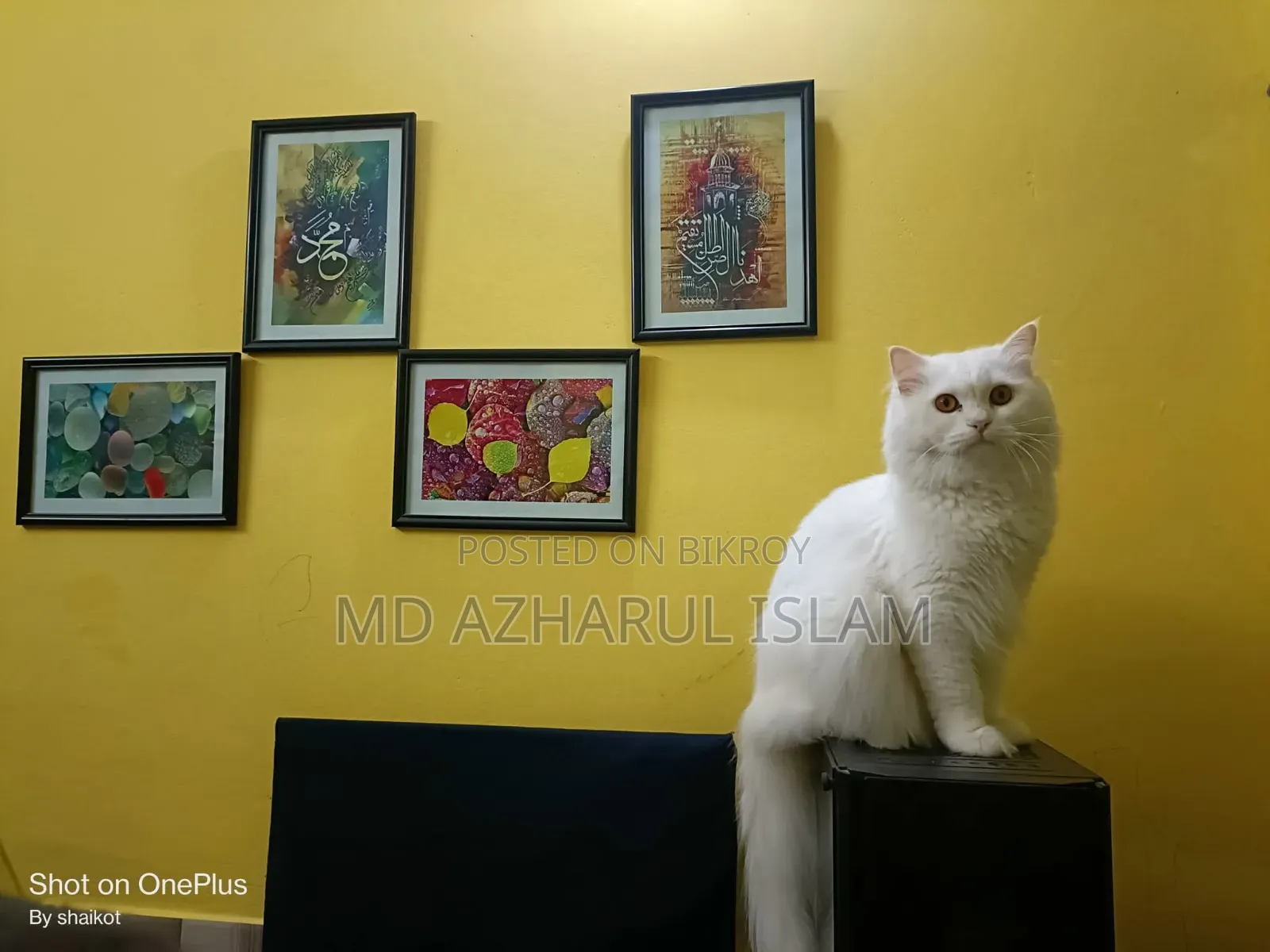 1+ Year Male Purebred Persian Cat