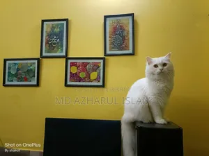 1+ Year Male Purebred Persian Cat