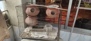 ৩টি পাখির বাসা সহ পাখির খাঁচা