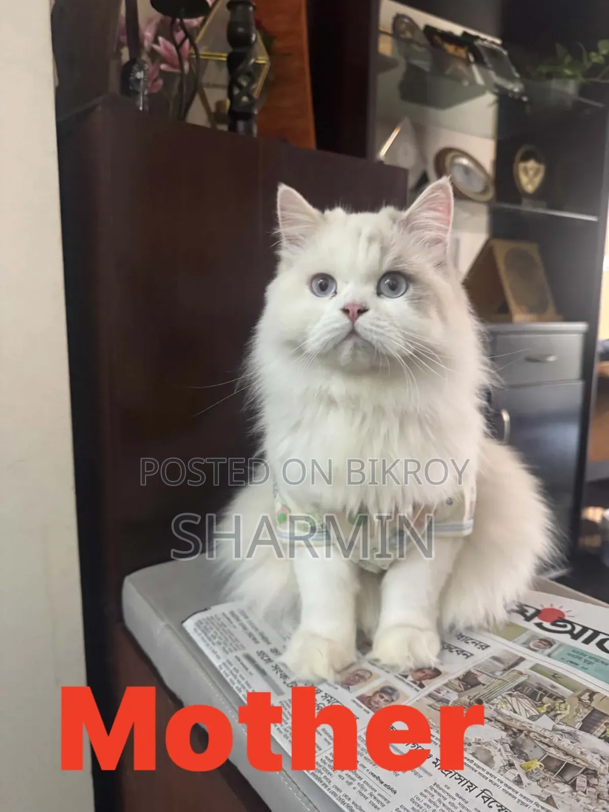 1-3 Months Female Mixed Breed Persian
