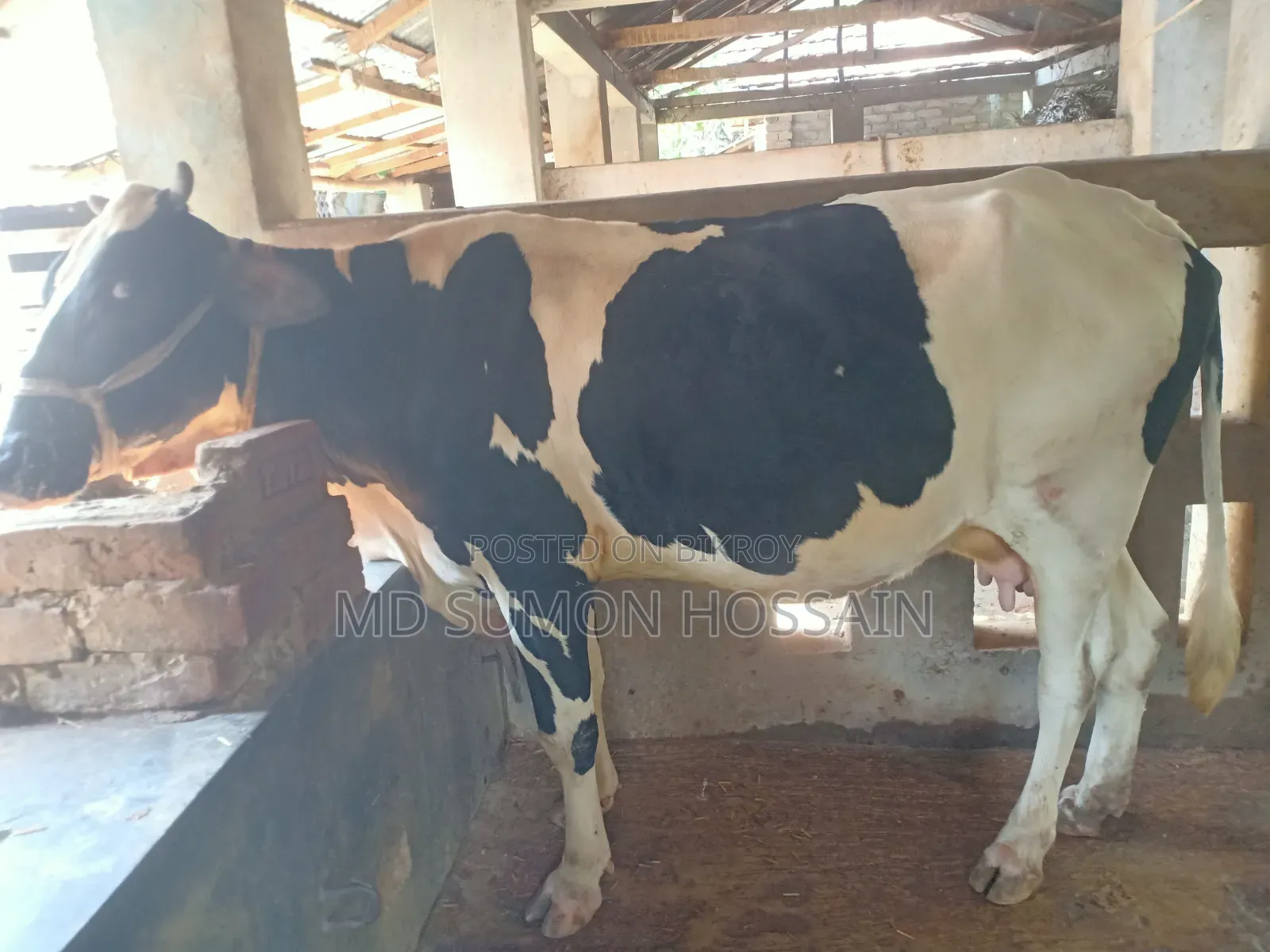 Holstein Friesian Cow for Sale