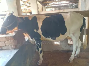 Holstein Friesian Cow for Sale