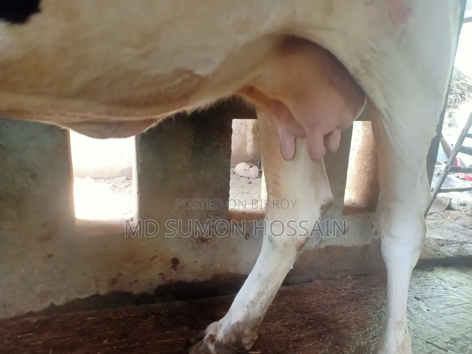 Holstein Friesian Cow for Sale