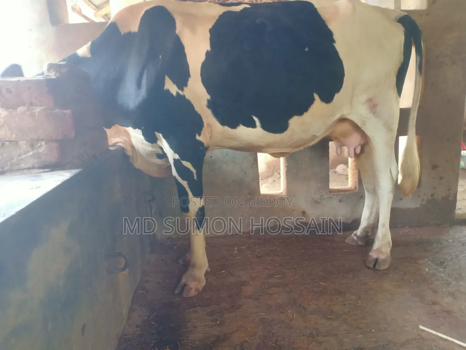 Holstein Friesian Cow for Sale