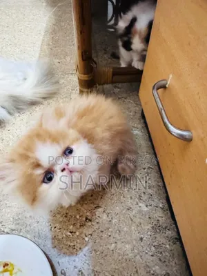 1-3 Months Female Mixed Breed Persian