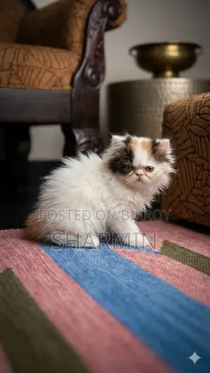 1-3 Months Female Mixed Breed Persian