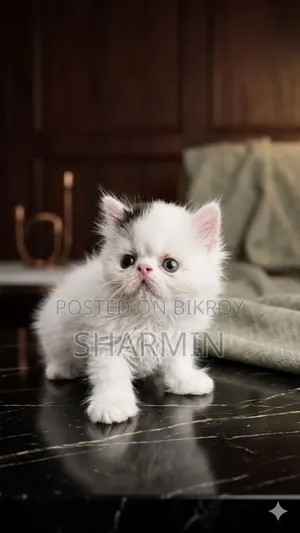 1-3 Months Female Mixed Breed Persian