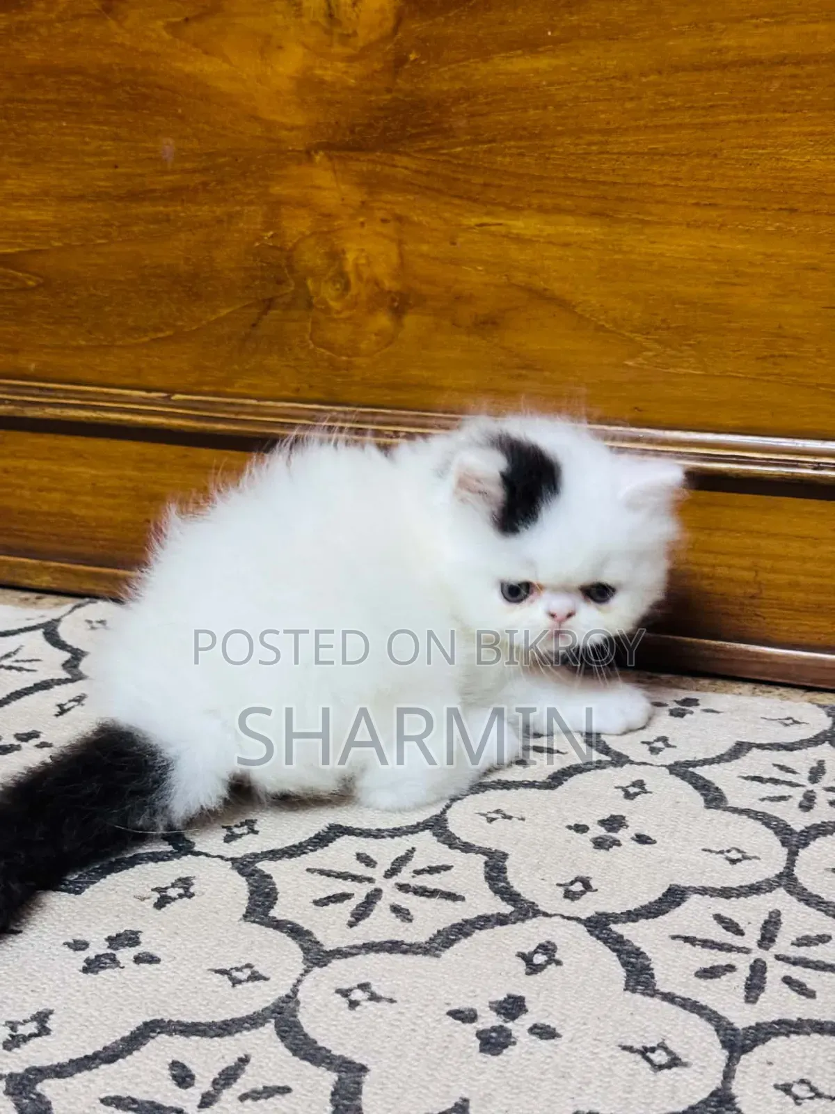 1-3 Months Female Mixed Breed Persian