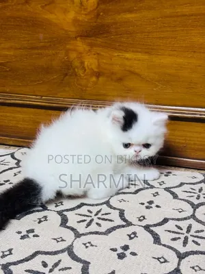 1-3 Months Female Mixed Breed Persian