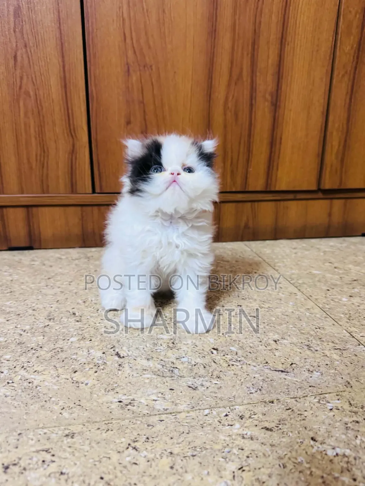 1-3 Months Female Mixed Breed Persian