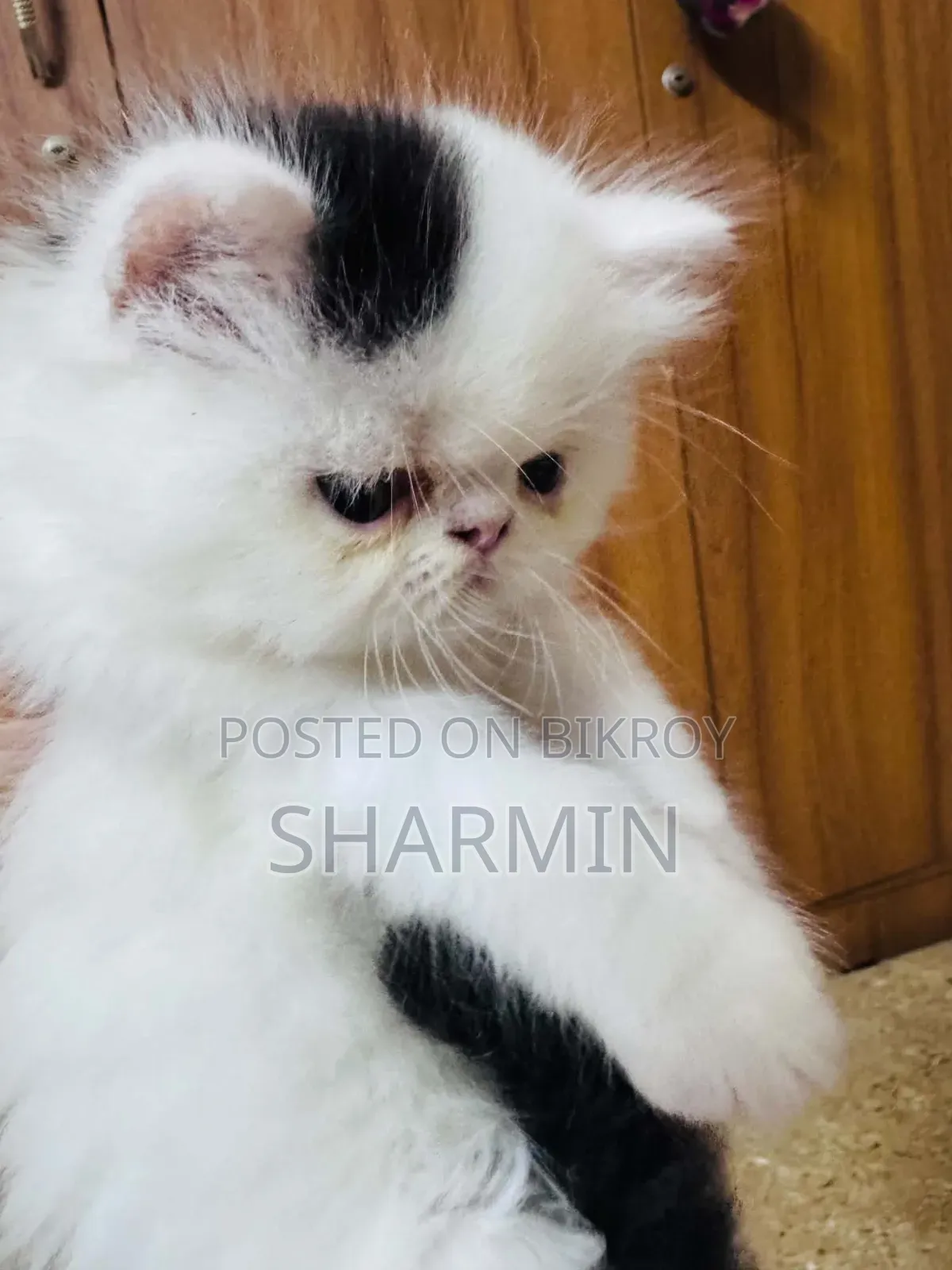 1-3 Months Female Mixed Breed Persian
