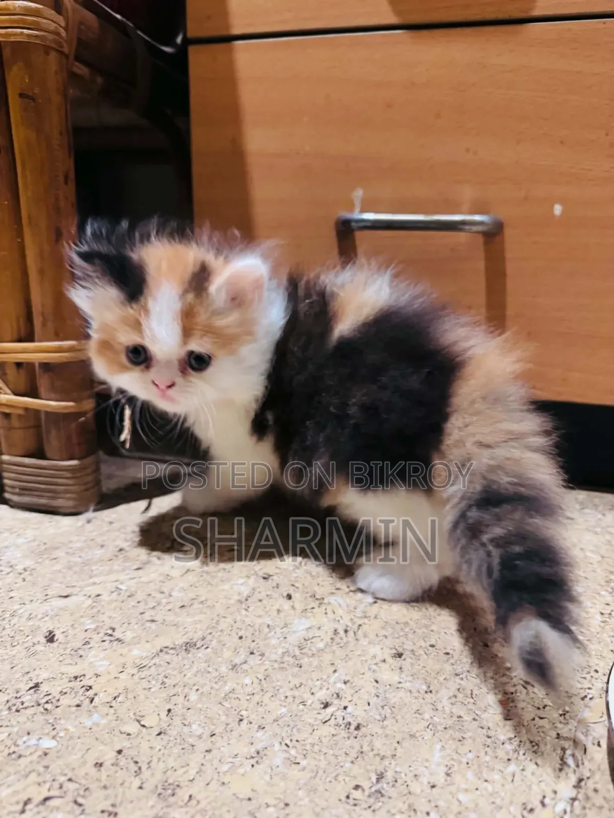 1-3 Months Female Mixed Breed Persian