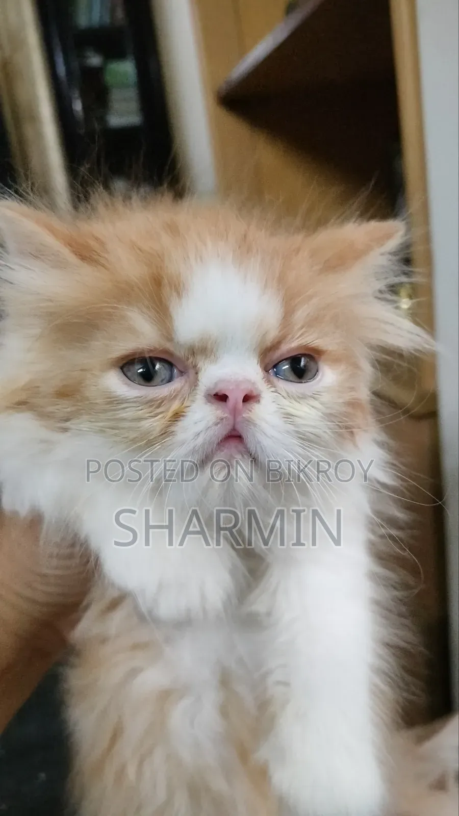 1-3 Months Female Mixed Breed Persian