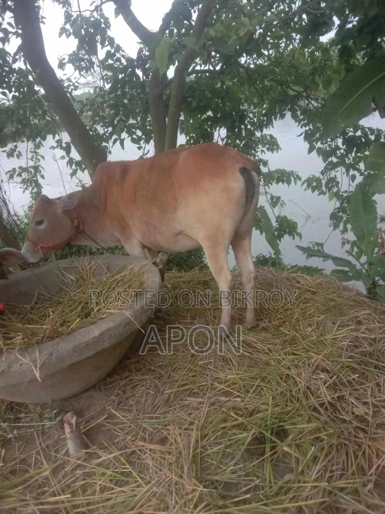 দেশী গাই গরু