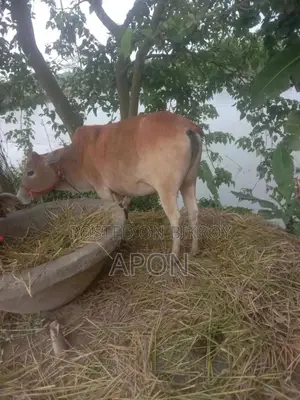 দেশী গাই গরু