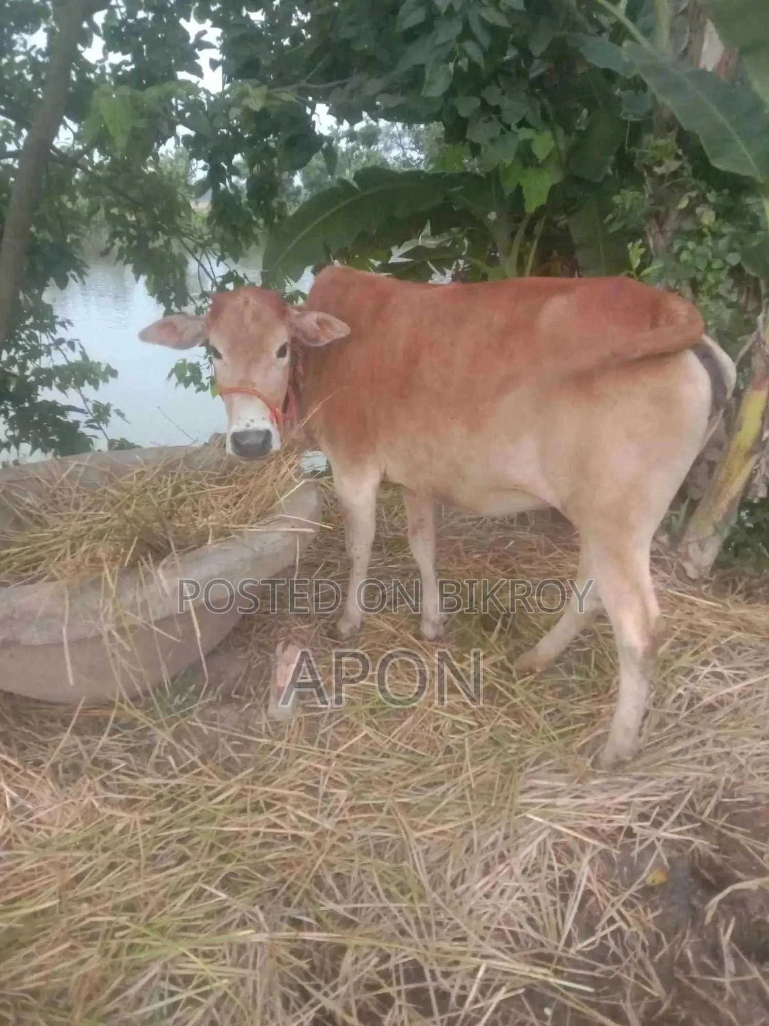দেশী গাই গরু