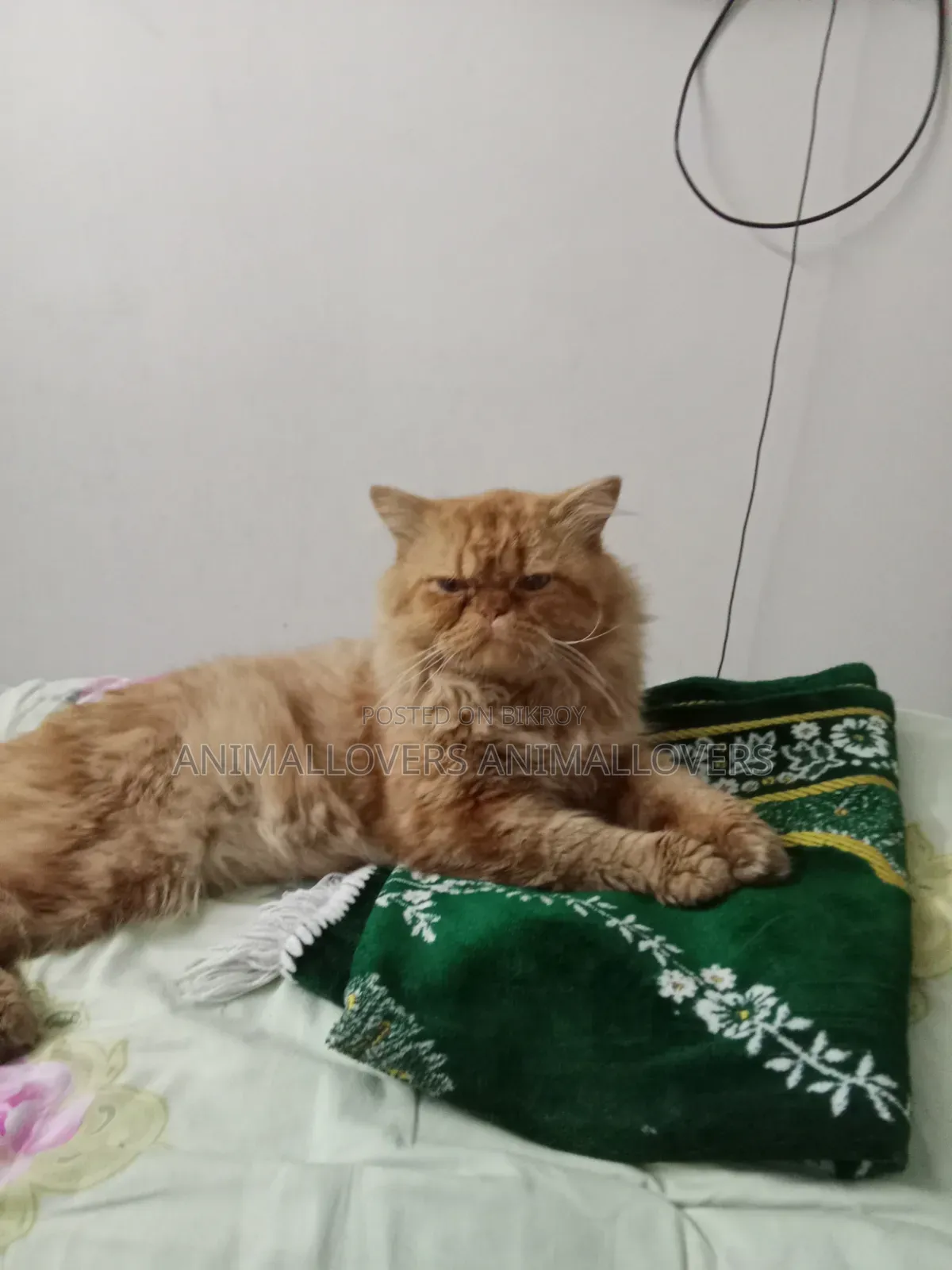 1+ Year Male Purebred Persian