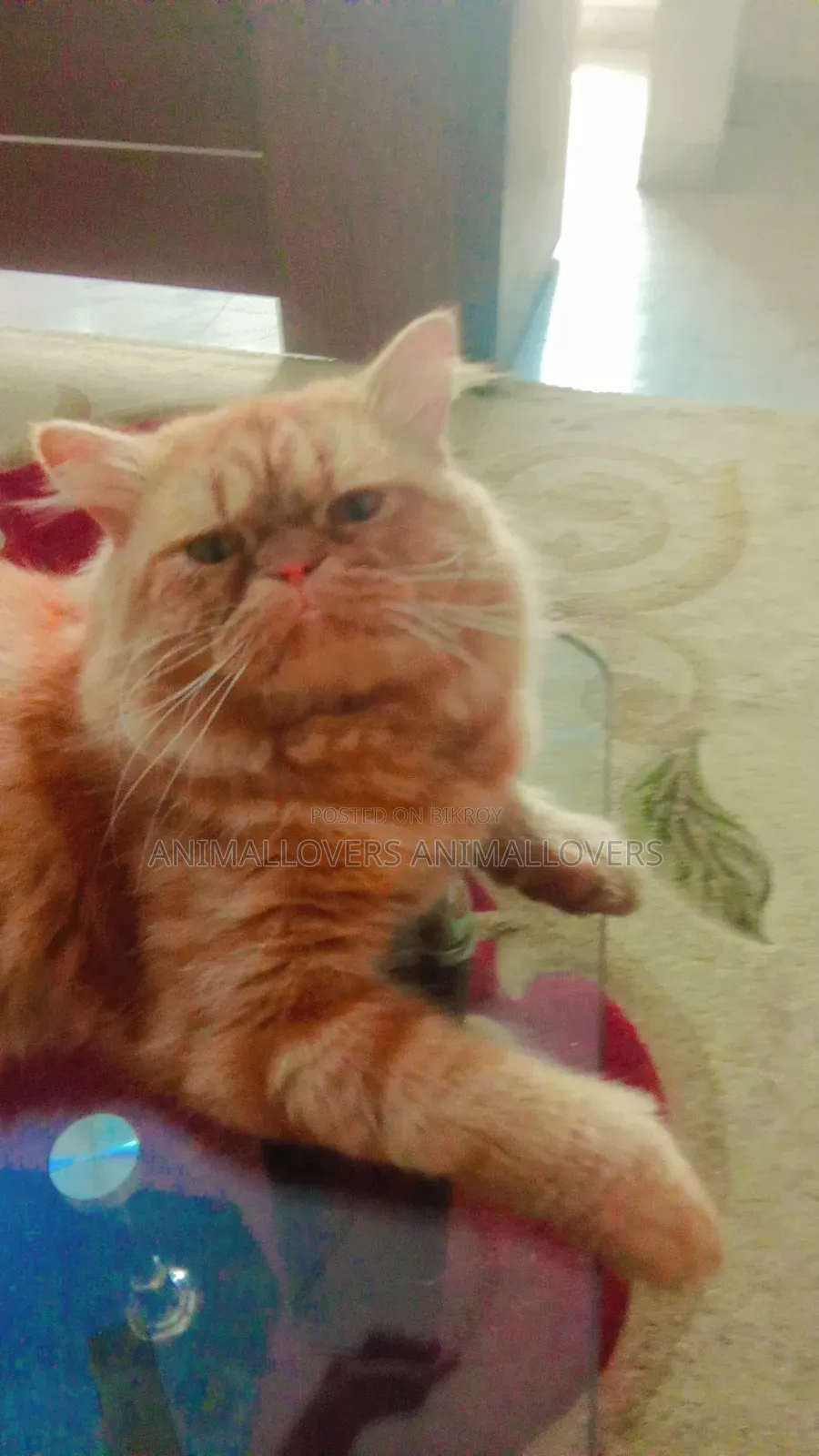 1+ Year Male Purebred Persian
