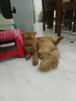 1+ Year Male Purebred Persian