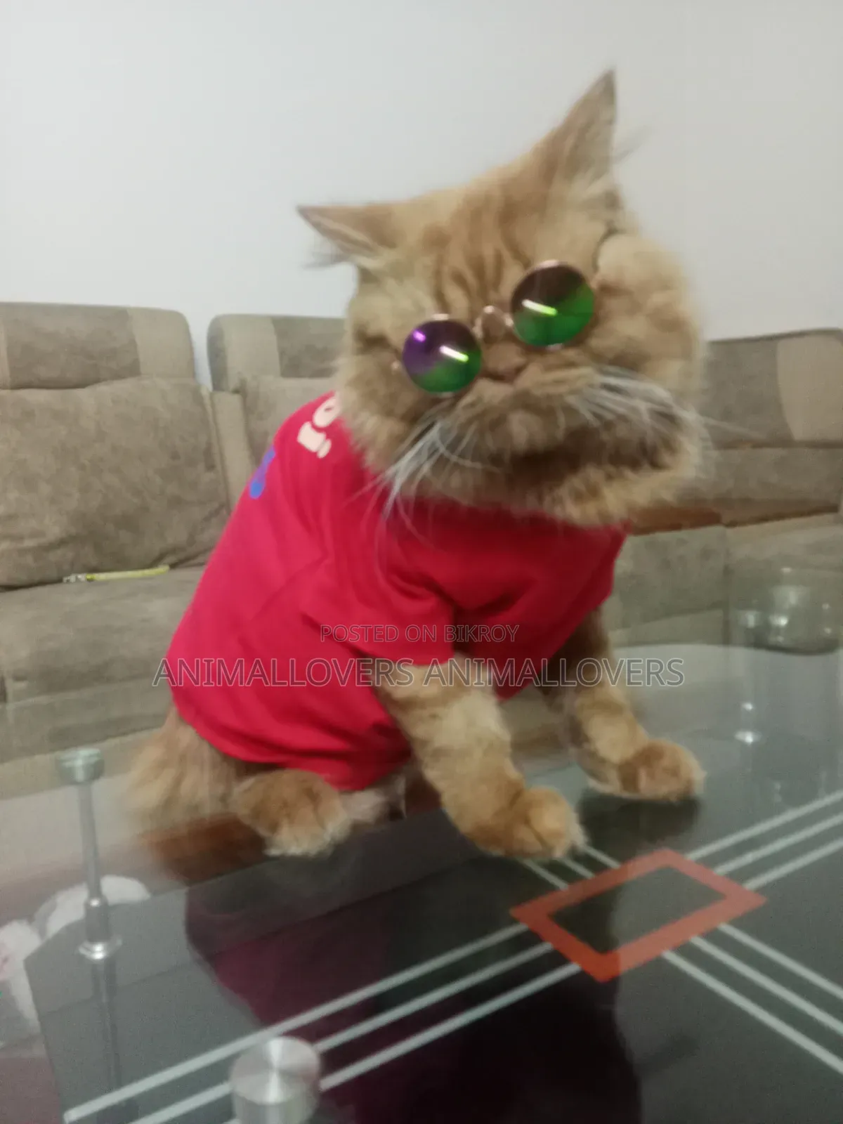 1+ Year Male Purebred Persian