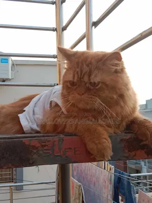 1+ Year Male Purebred Persian
