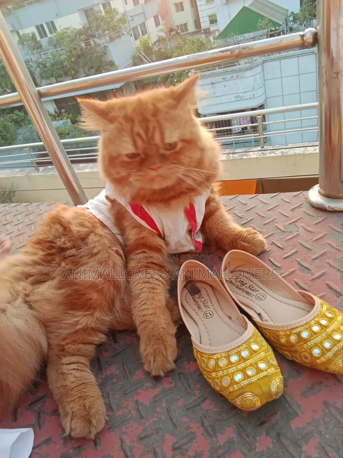 1+ Year Male Purebred Persian