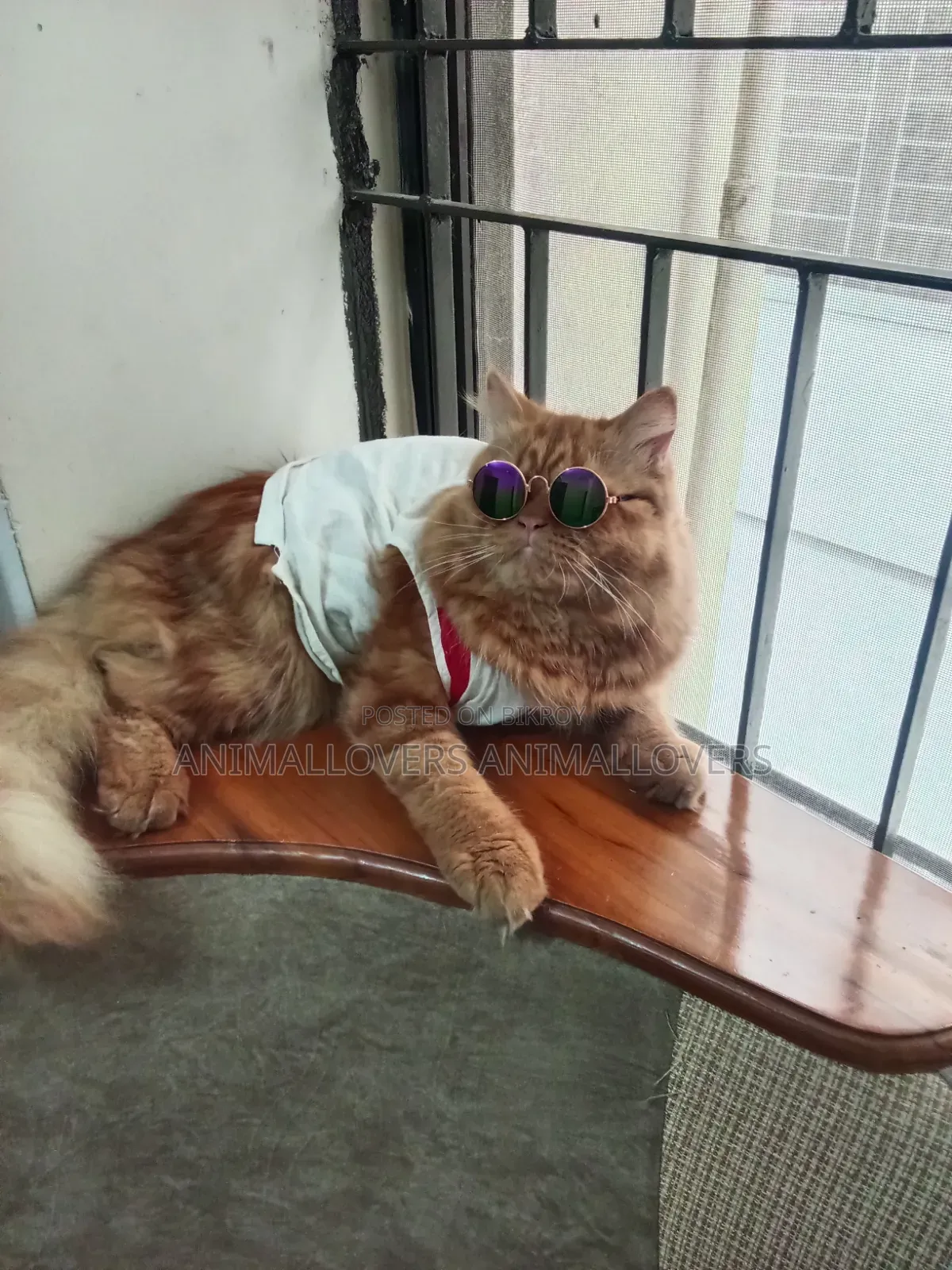 1+ Year Male Purebred Persian