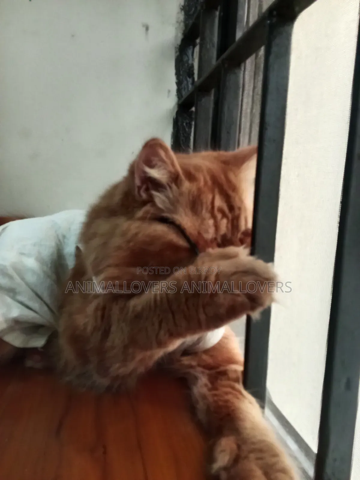 1+ Year Male Purebred Persian