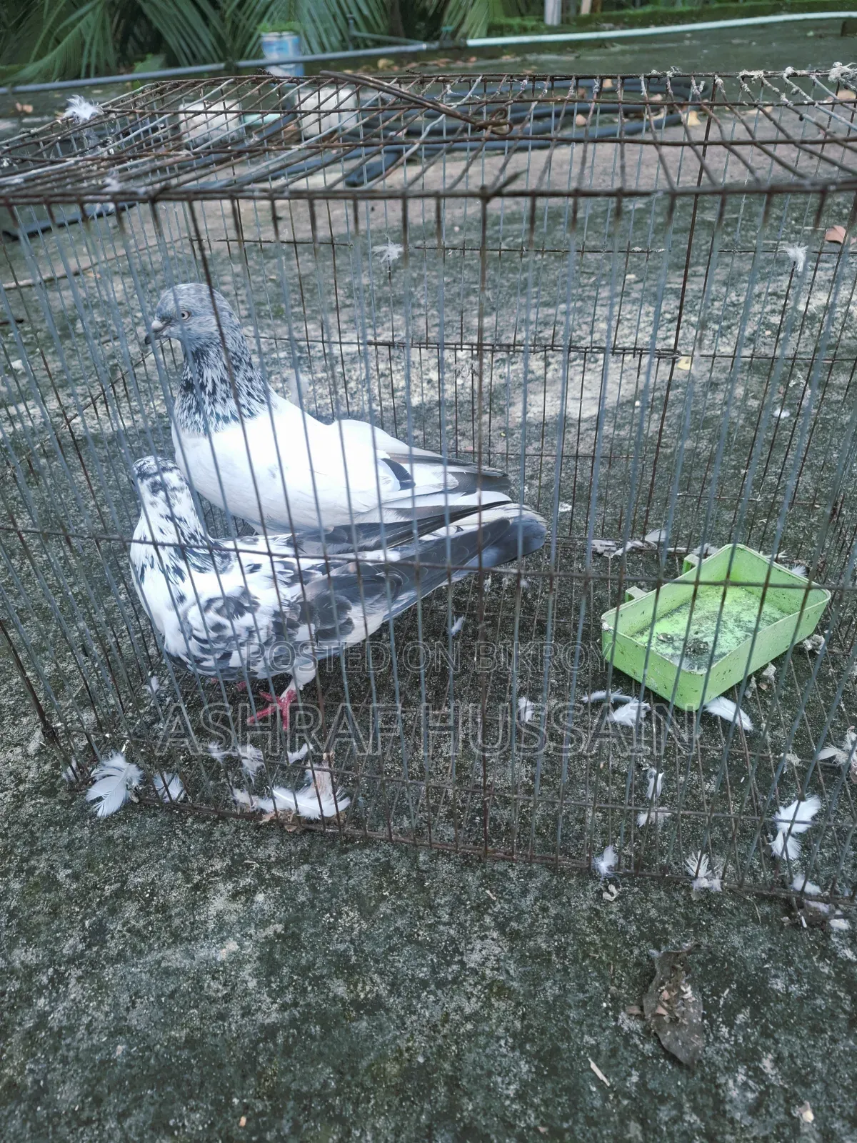 1 Pair of High-Quality Pigeons