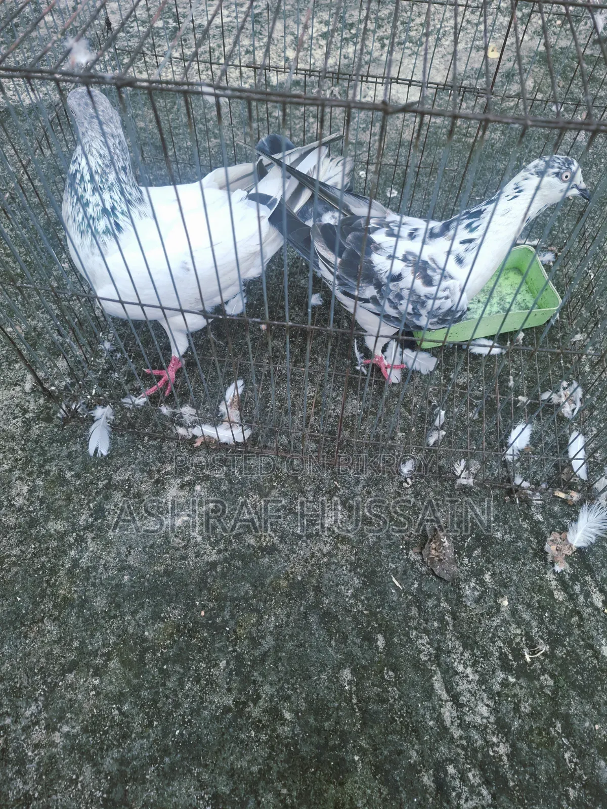 1 Pair of High-Quality Pigeons