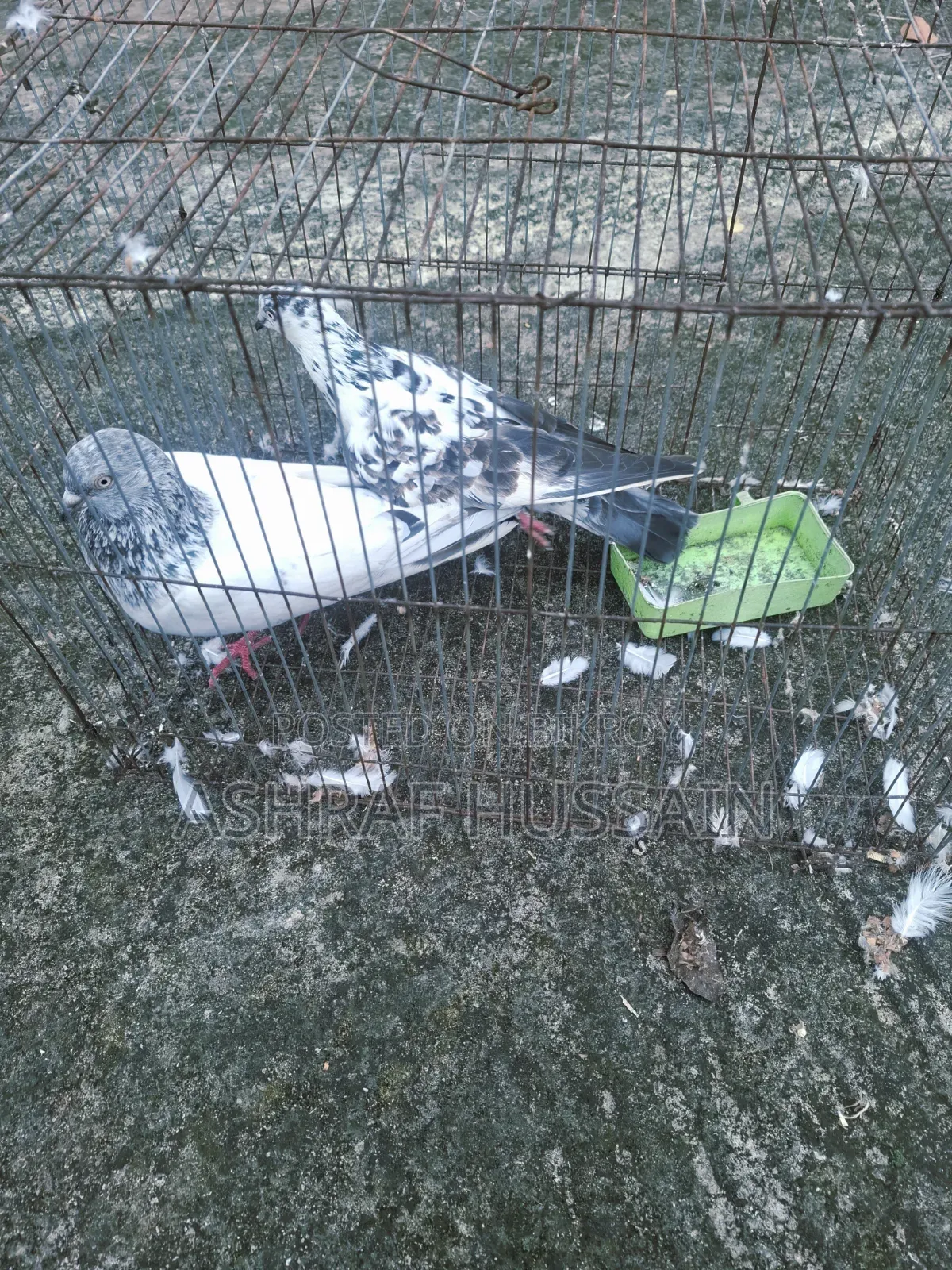 1 Pair of High-Quality Pigeons