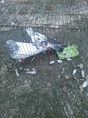1 Pair of High-Quality Pigeons