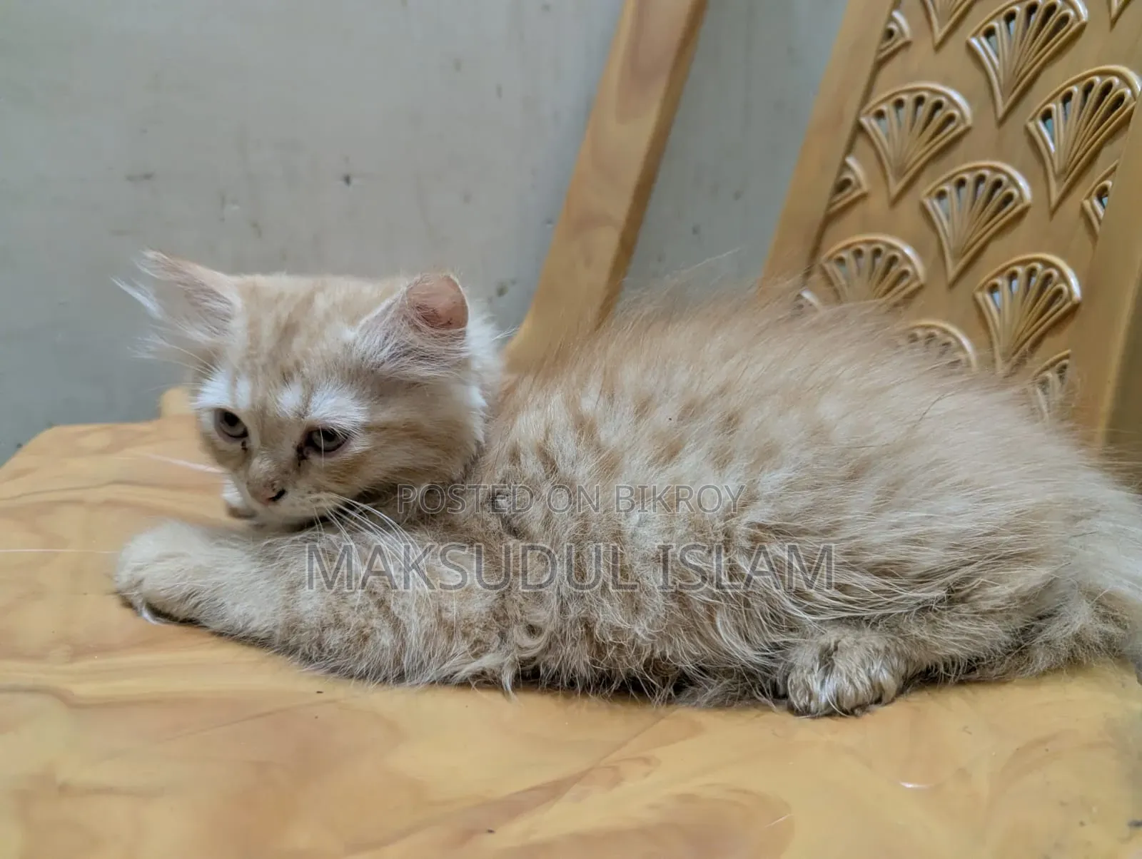 1-3 Months Male Purebred Exotic