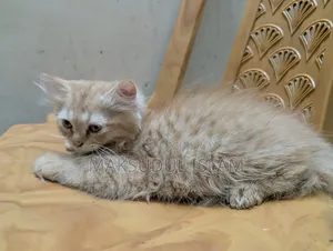 1-3 Months Male Purebred Exotic
