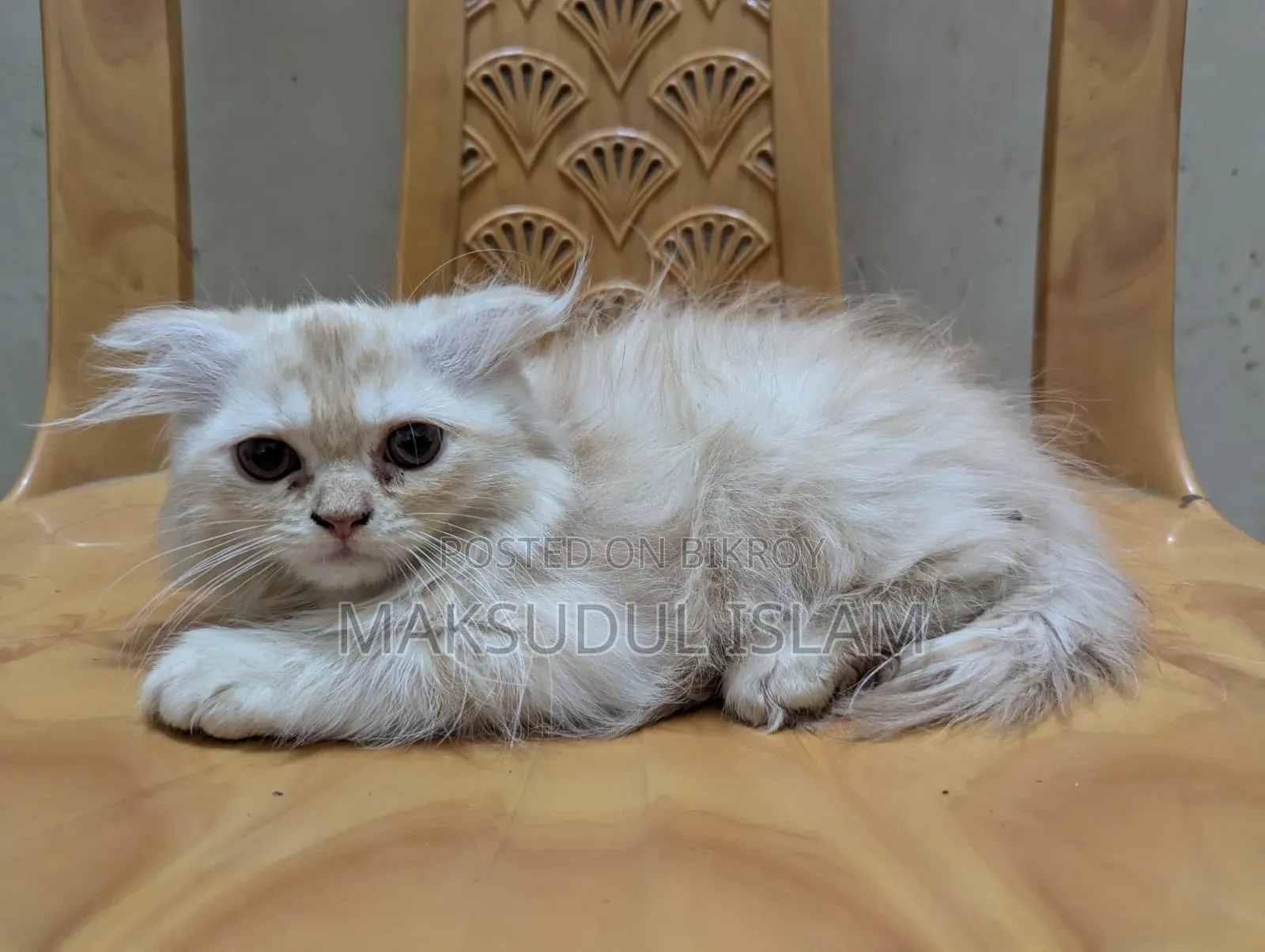 1-3 Months Male Purebred Exotic