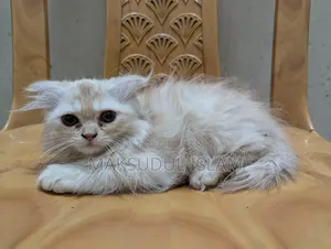 1-3 Months Male Purebred Exotic