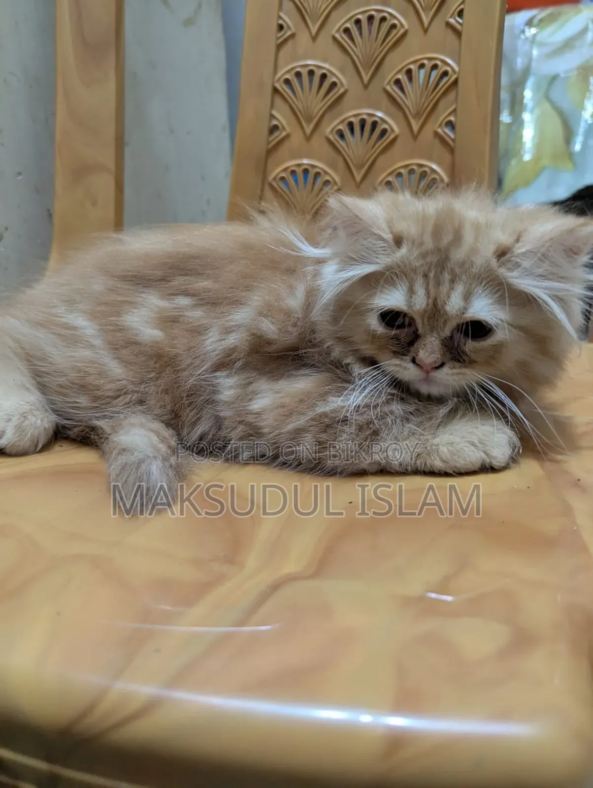 1-3 Months Male Purebred Exotic