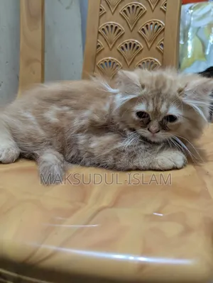 1-3 Months Male Purebred Exotic