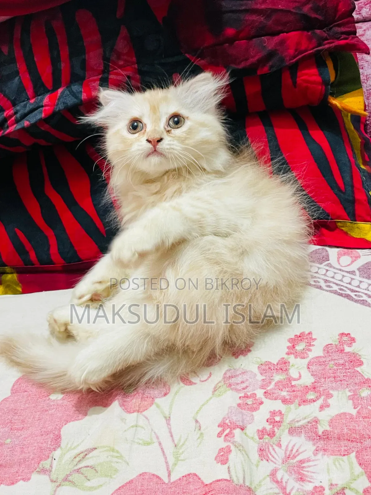 1-3 Months Male Purebred Exotic