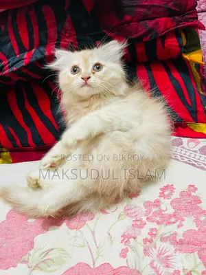 1-3 Months Male Purebred Exotic